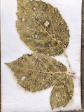 ATELIER IMPRESSIONS VEGETALES SUR PAPIER